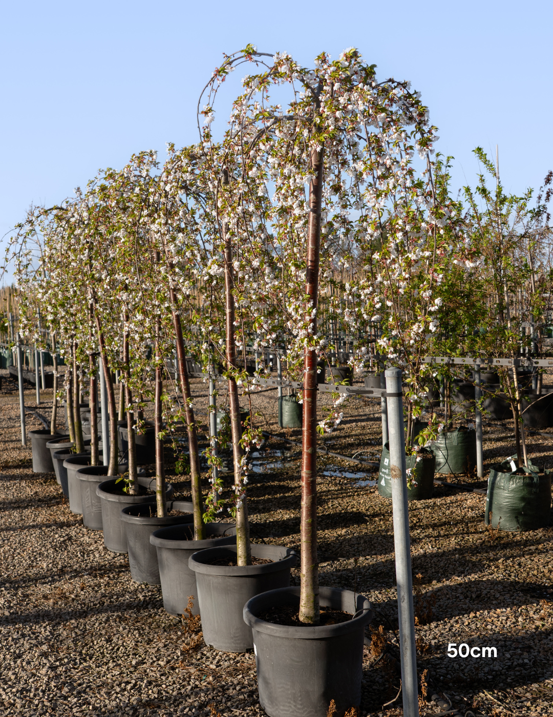 Weeping Cherry - Prunus snofozam 'Snofozam' - Evergreen Trees Direct