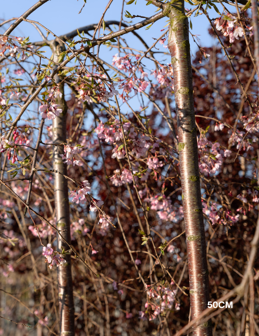 Weeping Cherry - Prunus snofozam 'Snofozam' - Evergreen Trees Direct