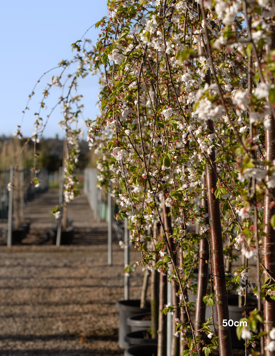 Weeping Cherry - Prunus snofozam 'Snofozam' - Evergreen Trees Direct
