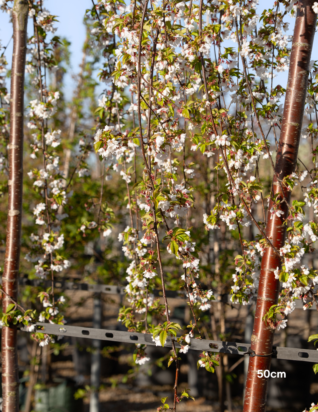 Weeping Cherry - Prunus snofozam 'Snofozam' - Evergreen Trees Direct