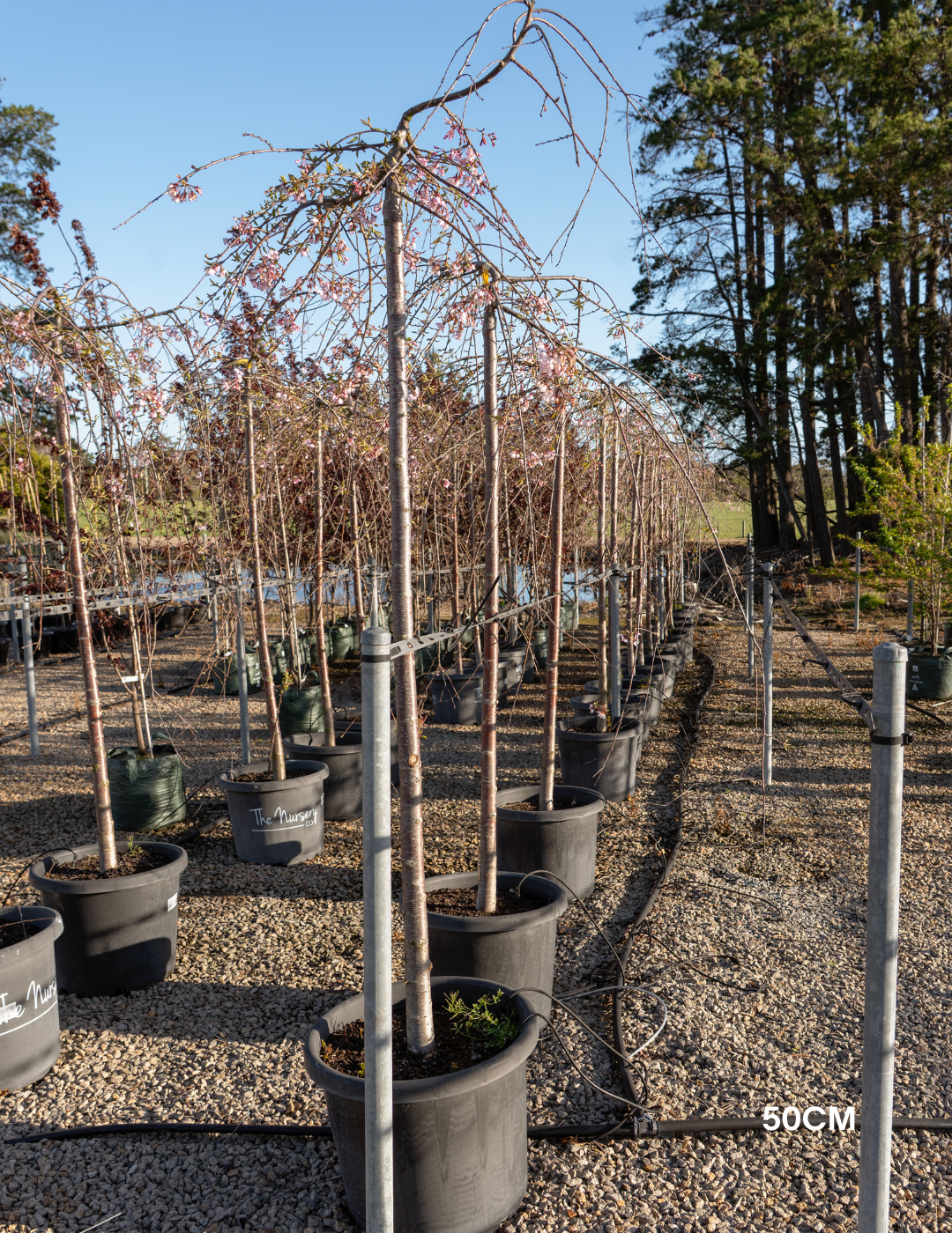 Weeping Cherry - Prunus snofozam 'Snofozam' - Evergreen Trees Direct