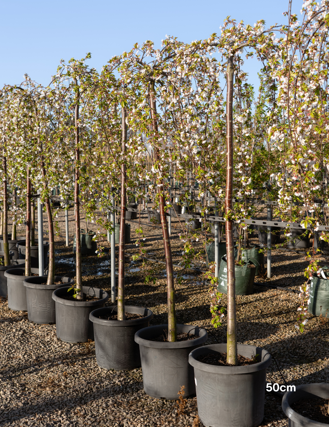 Weeping Cherry - Prunus snofozam 'Snofozam'