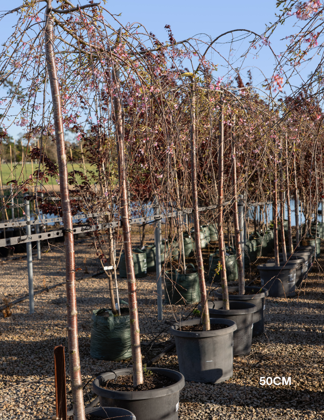 Weeping Cherry - Prunus snofozam 'Snofozam' - Evergreen Trees Direct