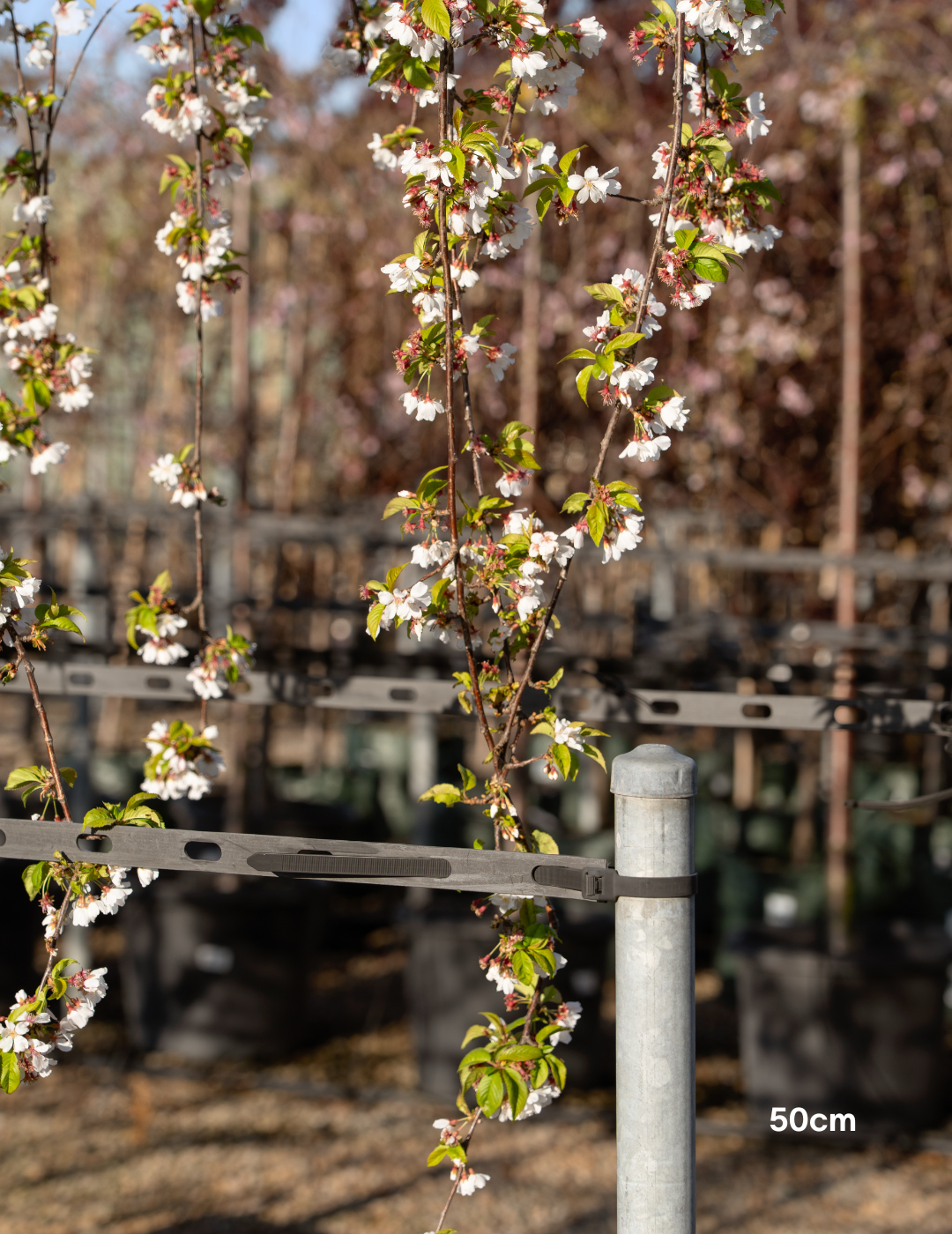 Weeping Cherry - Prunus snofozam 'Snofozam' - Evergreen Trees Direct
