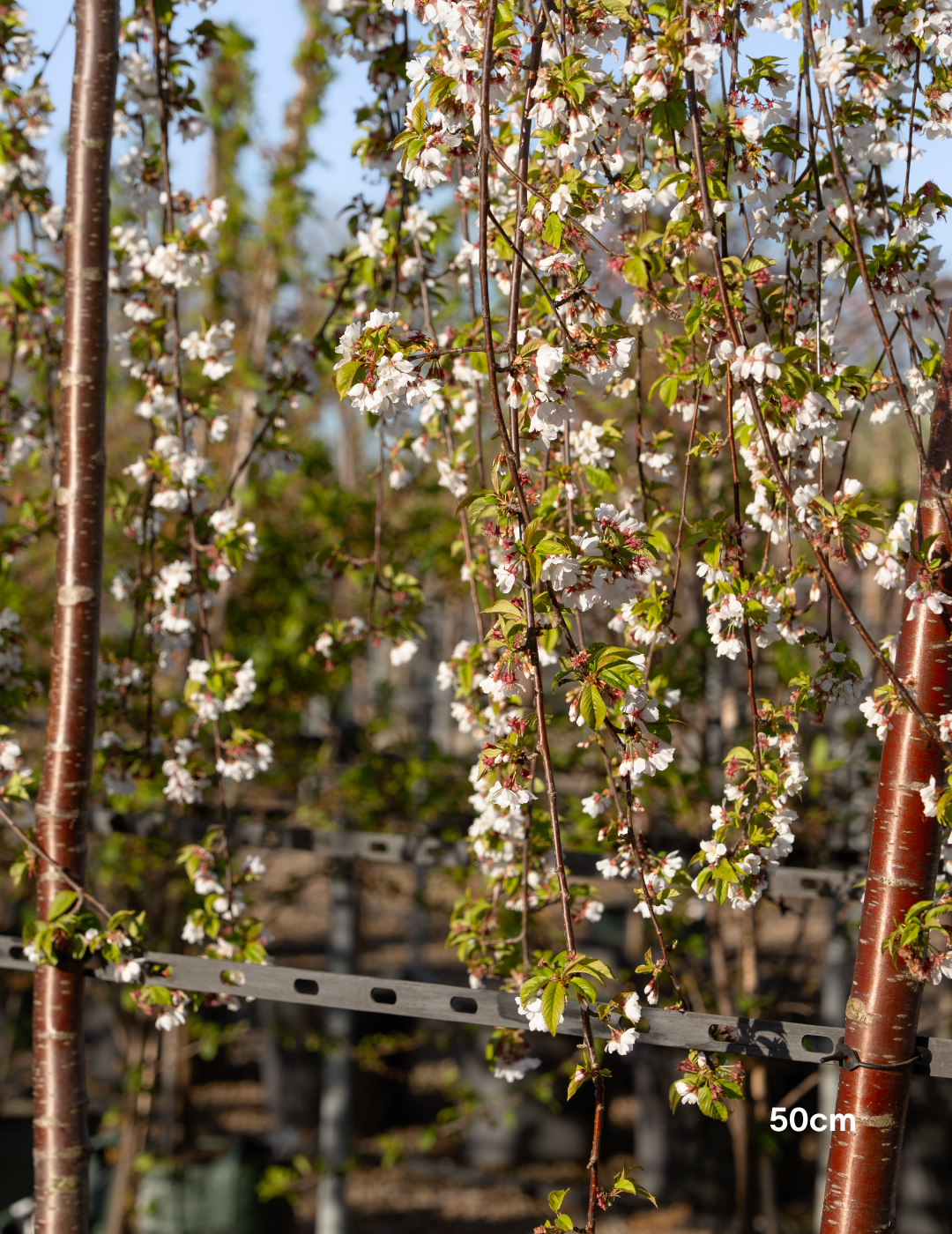 Weeping Cherry - Prunus snofozam 'Snofozam' - Evergreen Trees Direct