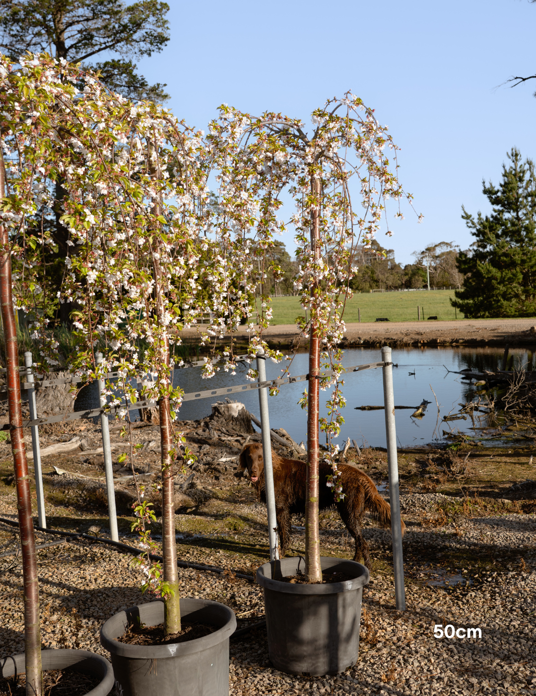 Weeping Cherry - Prunus snofozam 'Snofozam' - Evergreen Trees Direct