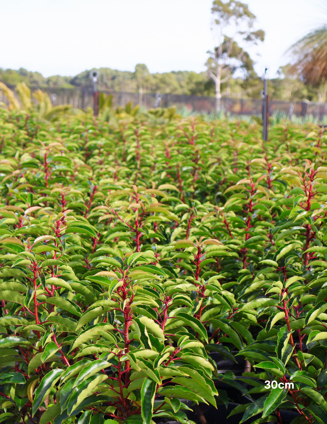 Prunus lusitanica - Portugese laurel - Sale - Evergreen Trees Direct