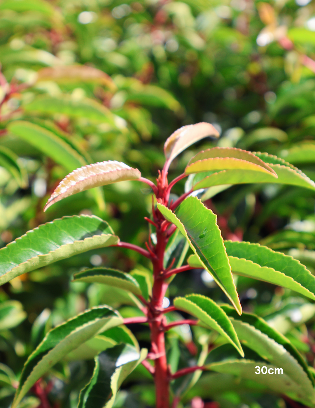Prunus lusitanica - Portugese laurel - Sale - Evergreen Trees Direct