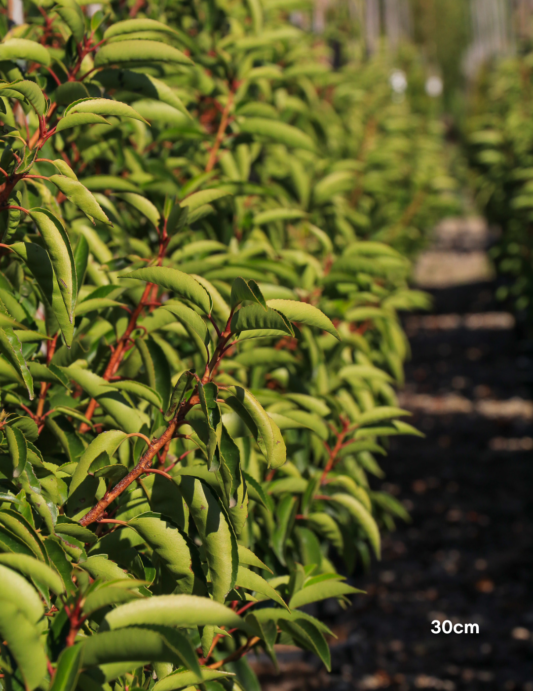 Prunus lusitanica - Portugese laurel - Sale - Evergreen Trees Direct