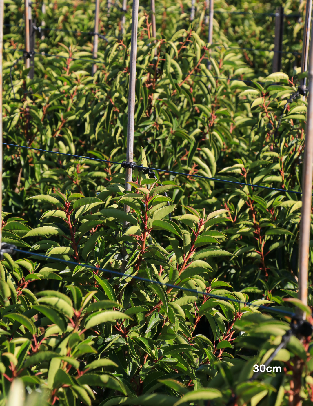 Prunus lusitanica - Portugese laurel - Sale - Evergreen Trees Direct