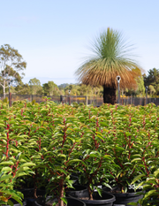 Prunus lusitanica - Portugese laurel - Sale - Evergreen Trees Direct