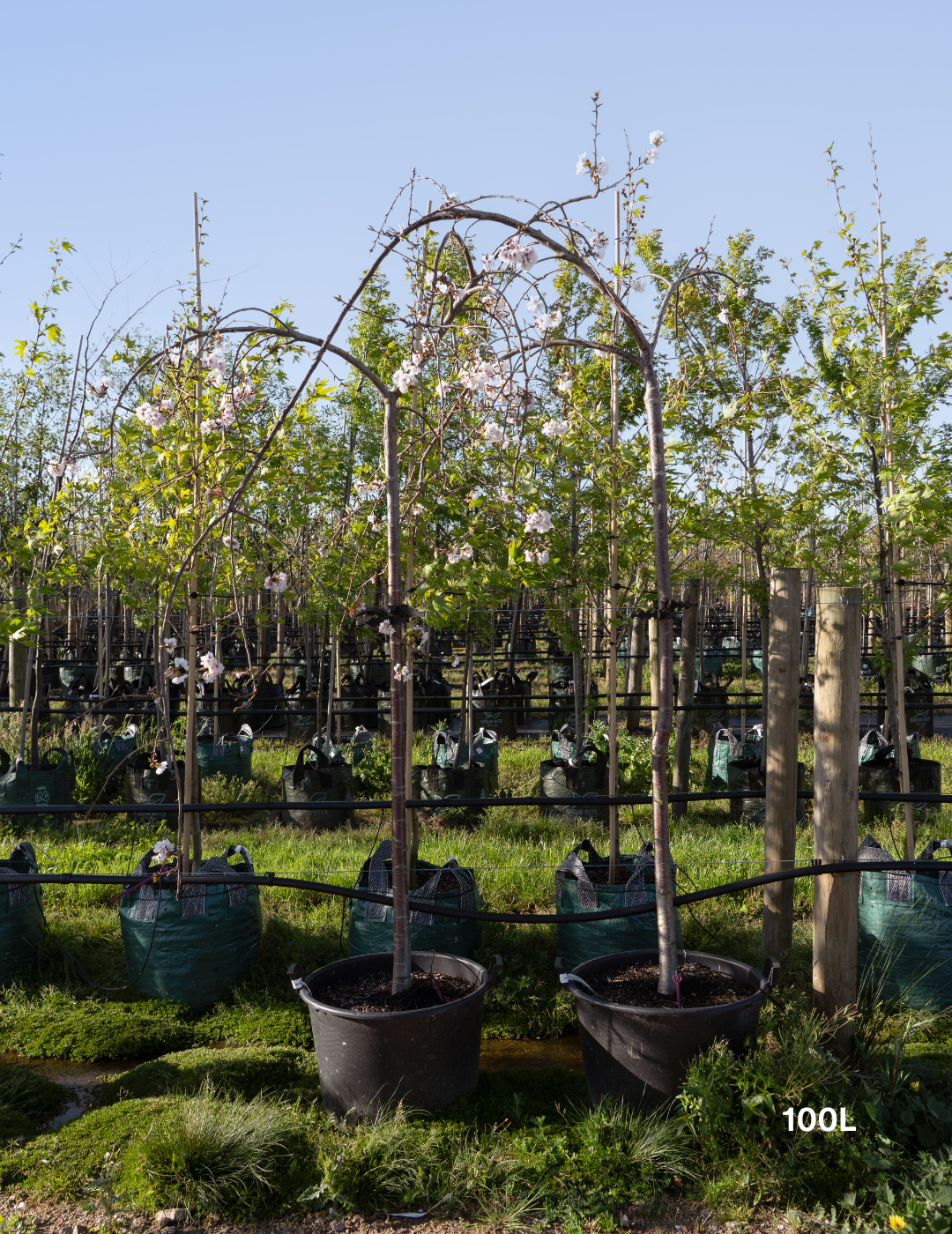 Weeping Cherry - Prunus snofozam 'Snofozam' - Evergreen Trees Direct
