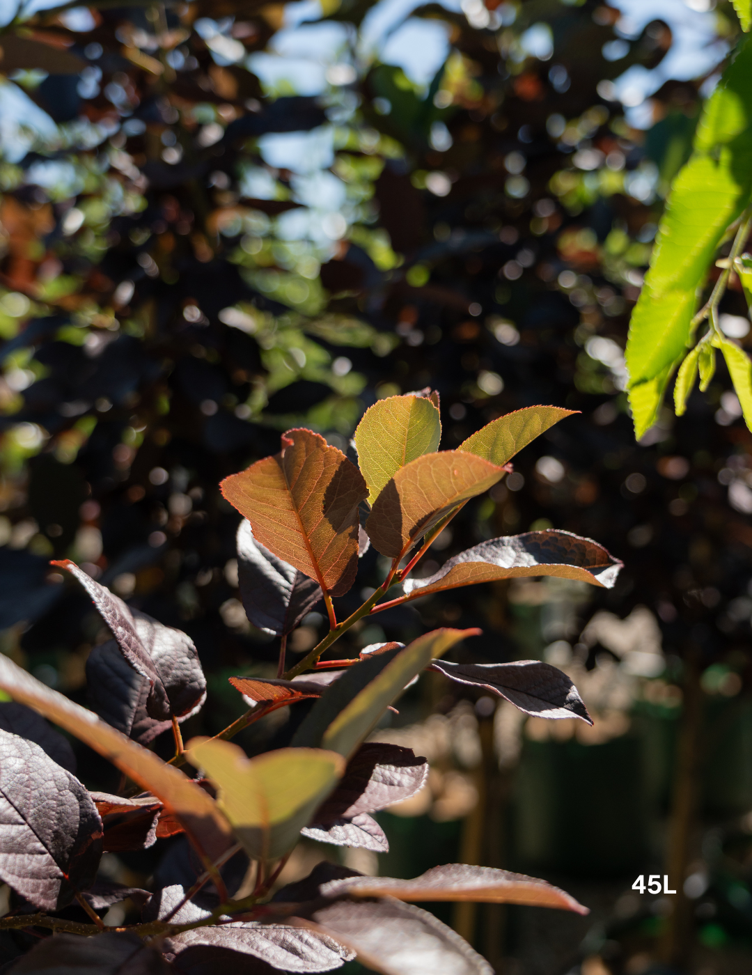 Prunus virginiana ‘Purple Jewel’ – Purple Jewel Chokecherry - Evergreen Trees Direct