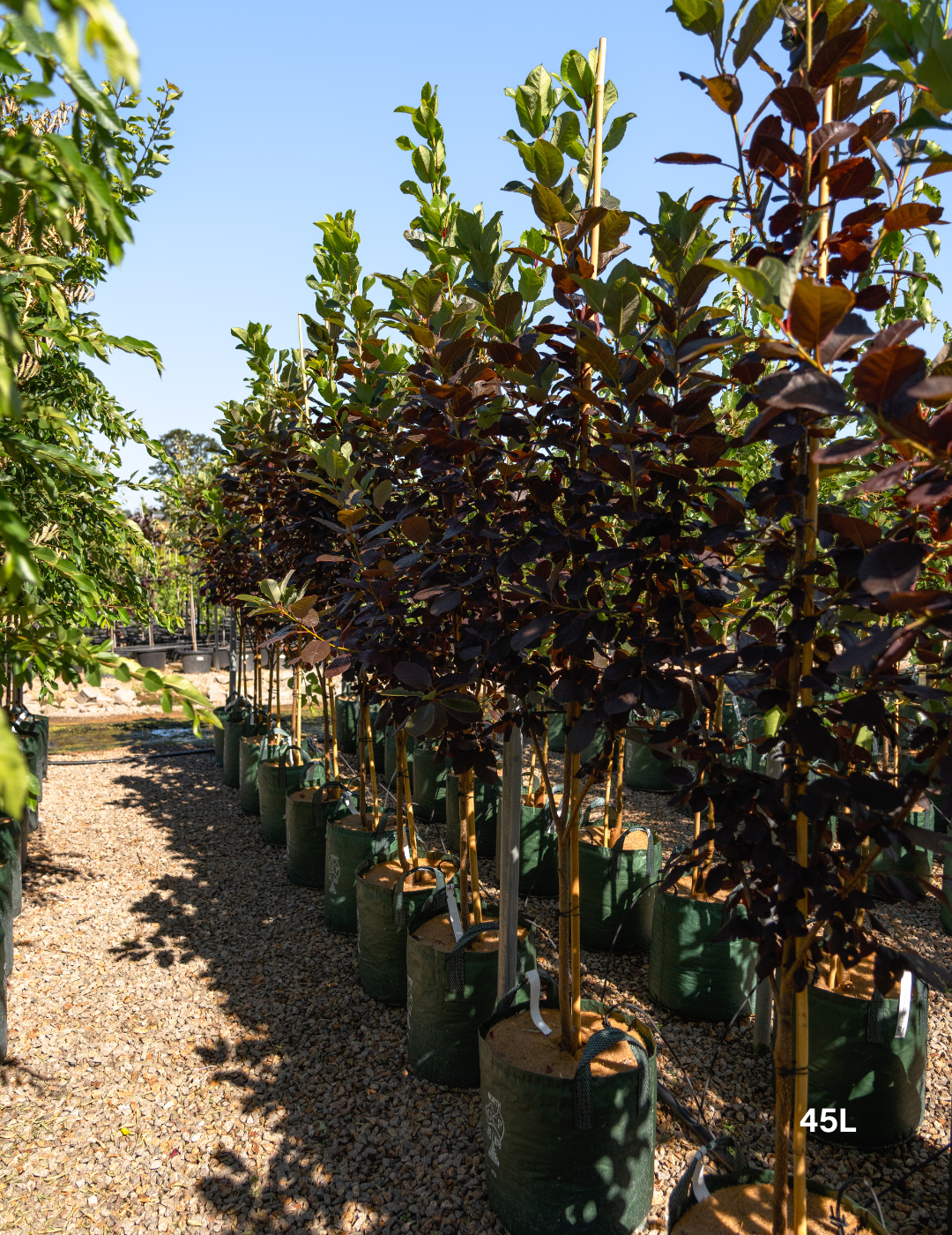 Prunus virginiana ‘Purple Jewel’ – Purple Jewel Chokecherry - Evergreen Trees Direct