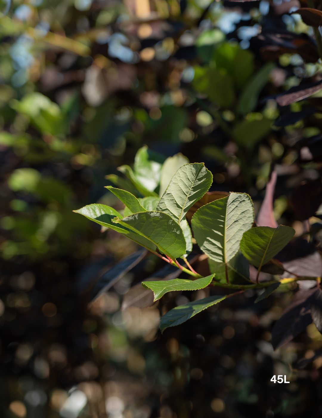 Prunus virginiana ‘Purple Jewel’ – Purple Jewel Chokecherry - Evergreen Trees Direct