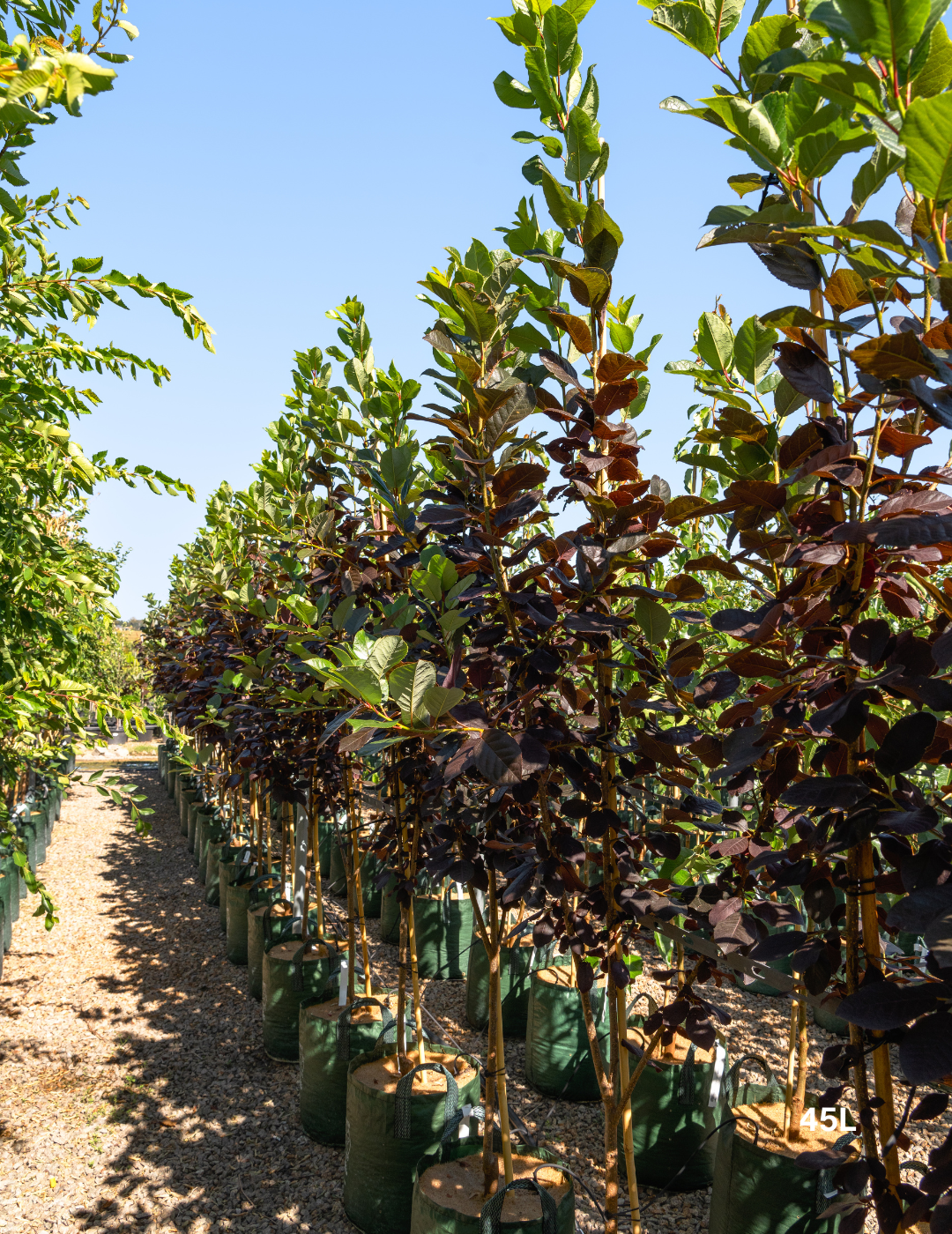 Prunus virginiana ‘Purple Jewel’ – Purple Jewel Chokecherry - Evergreen Trees Direct