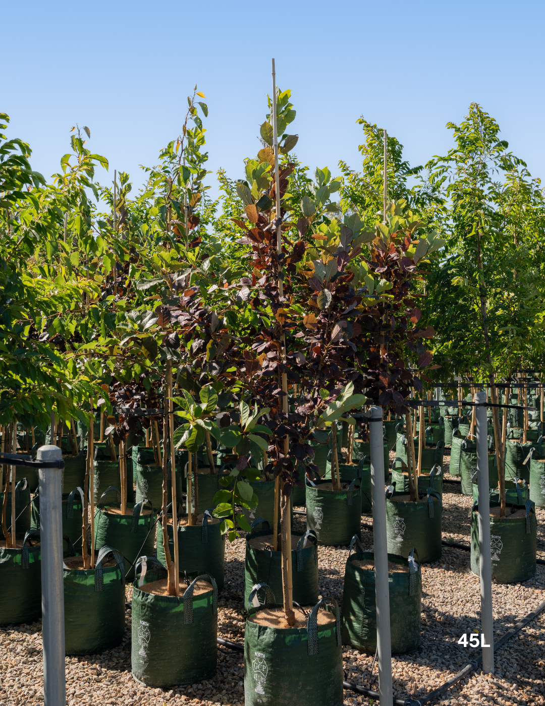 Prunus virginiana ‘Purple Jewel’ – Purple Jewel Chokecherry - Evergreen Trees Direct