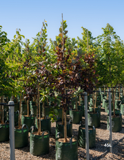 Prunus virginiana ‘Purple Jewel’ – Purple Jewel Chokecherry - Evergreen Trees Direct