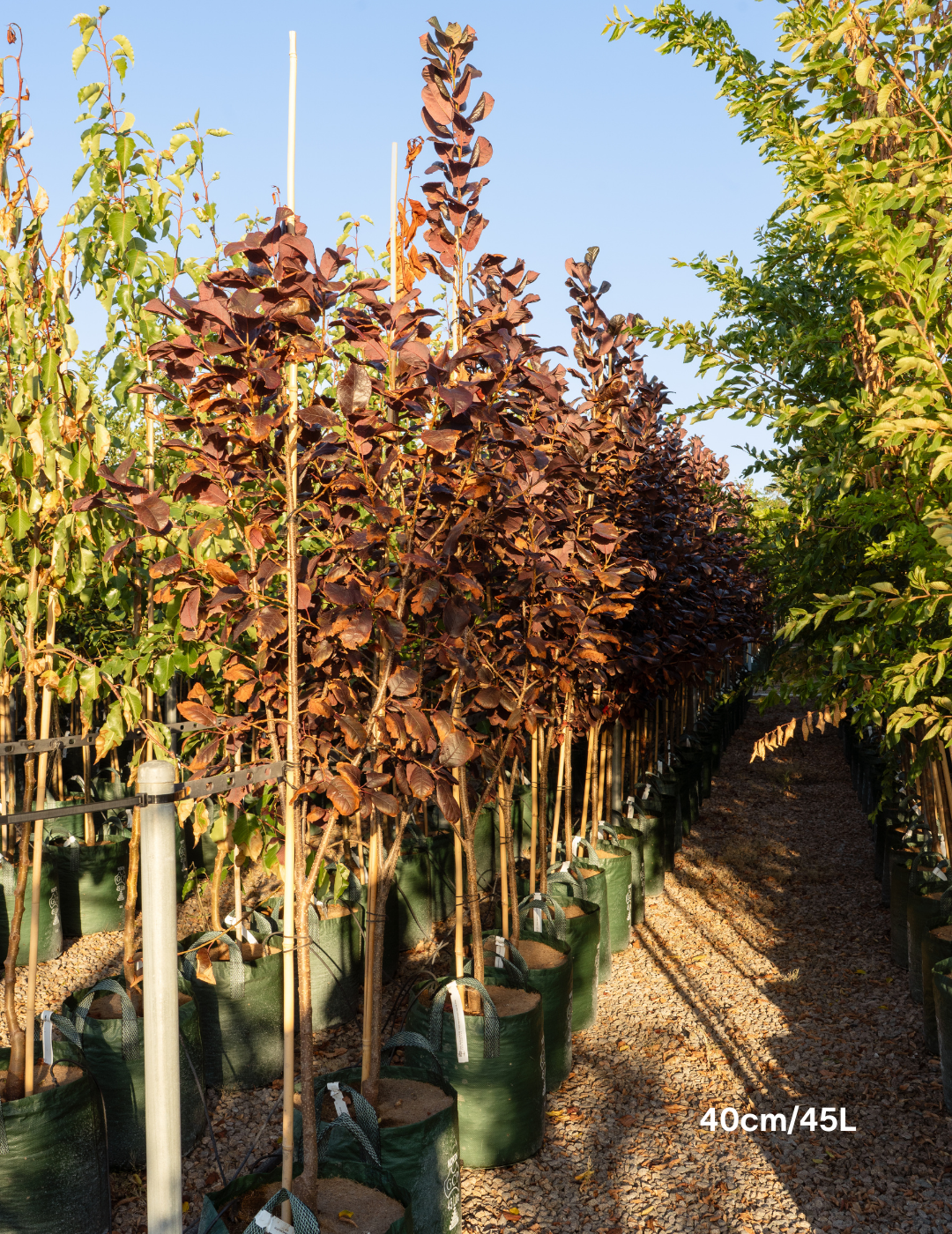 Prunus virginiana ‘Purple Jewel’ – Purple Jewel Chokecherry - Evergreen Trees Direct