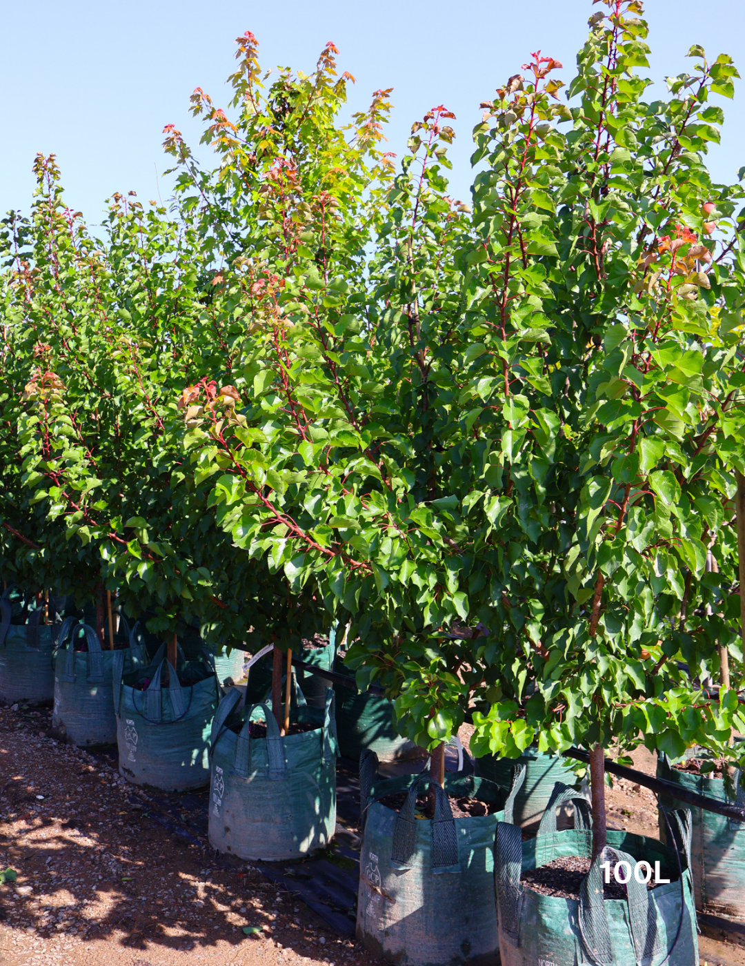 Prunus armeniaca 'Moorpark' Apricot - Evergreen Trees Direct