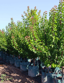 Apricot (Prunus armeniaca) 11 Prunus armeniaca 'Moorpark' Apricot