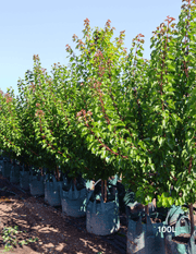 Prunus armeniaca 'Moorpark' Apricot - Evergreen Trees Direct