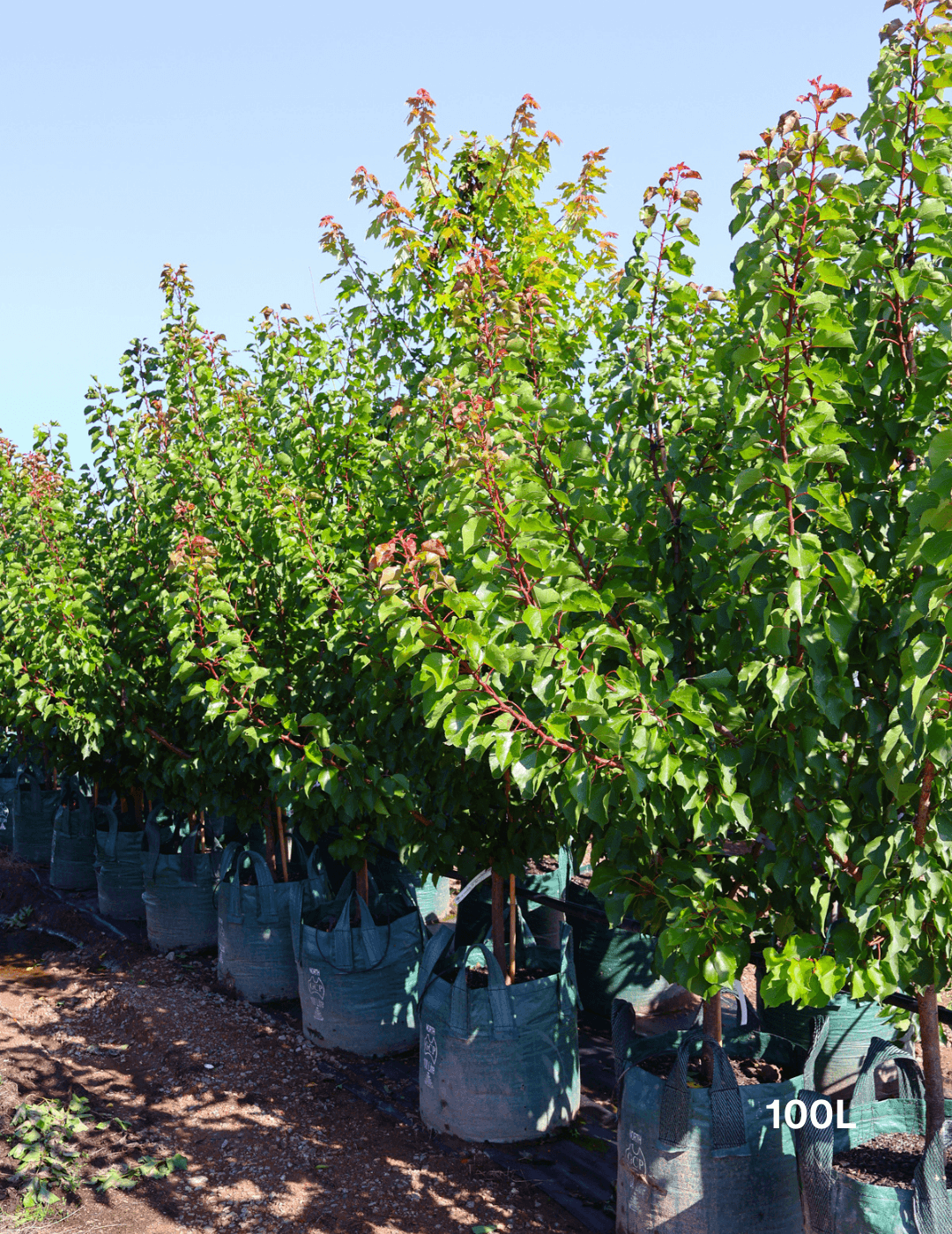 Prunus armeniaca 'Moorpark' Apricot - Evergreen Trees Direct