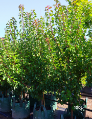 Prunus armeniaca 'Moorpark' Apricot - Evergreen Trees Direct