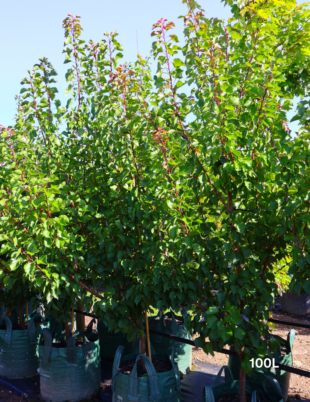 Prunus armeniaca 'Moorpark' Apricot - Evergreen Trees Direct