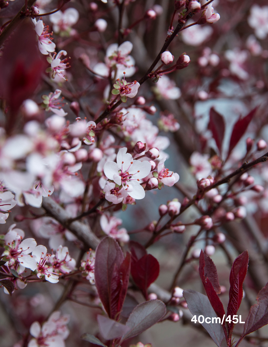 Prunus cerasifera 'Nigra' - Evergreen Trees Direct