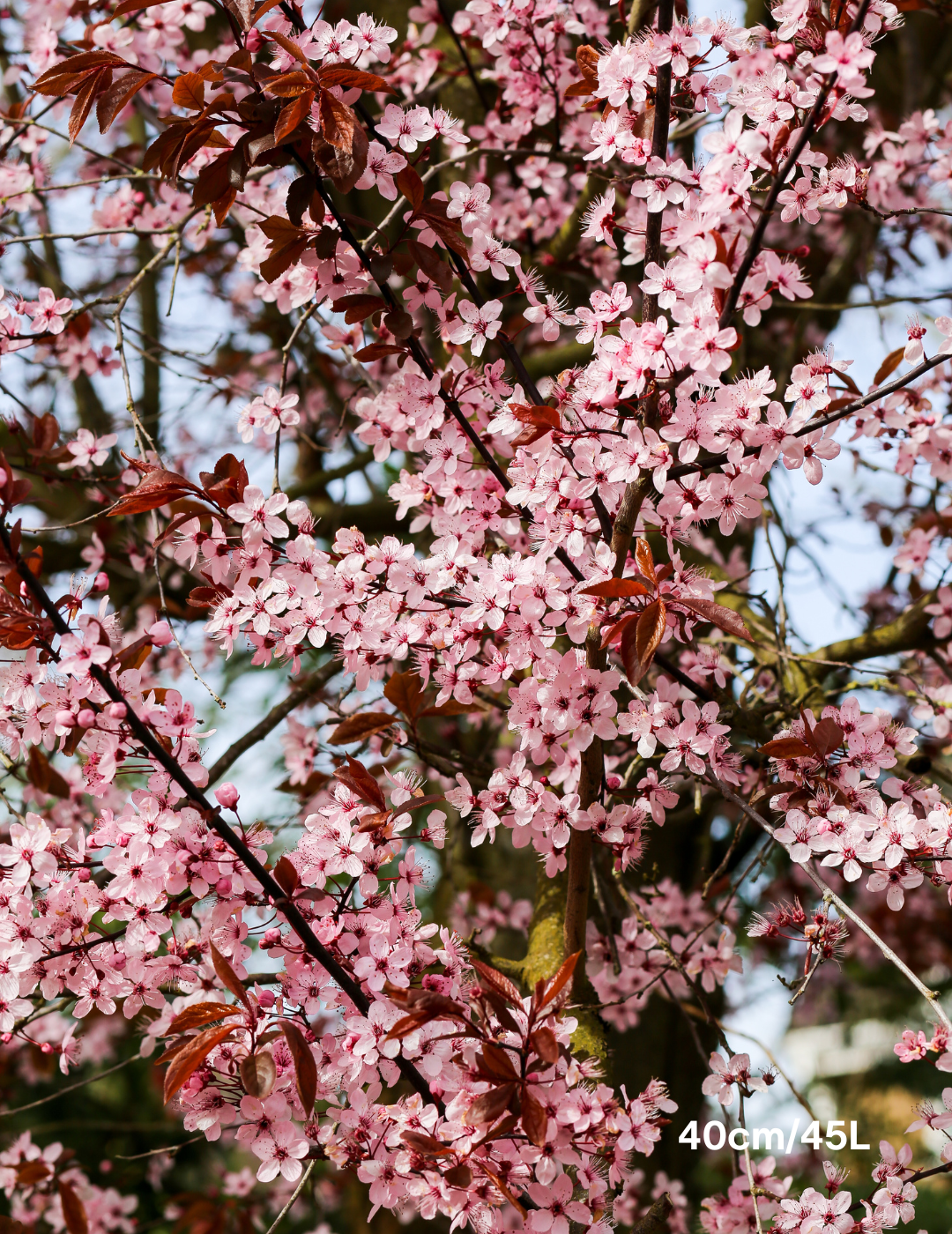 Prunus cerasifera 'Nigra' - Evergreen Trees Direct