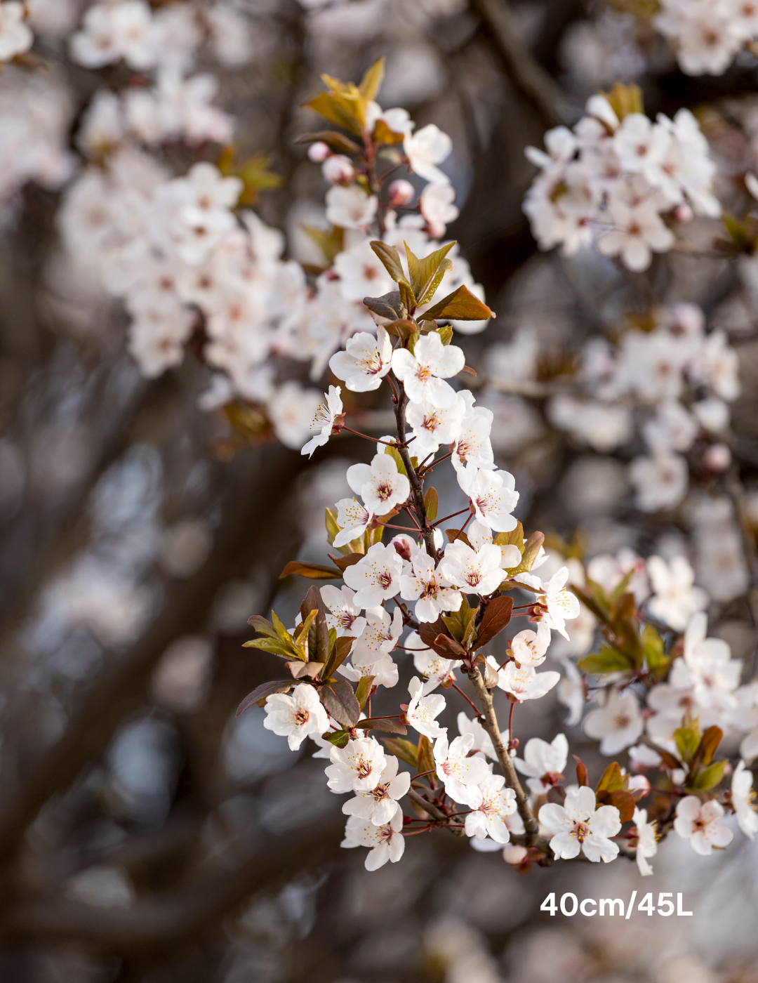 Prunus cerasifera 'Nigra' - Evergreen Trees Direct