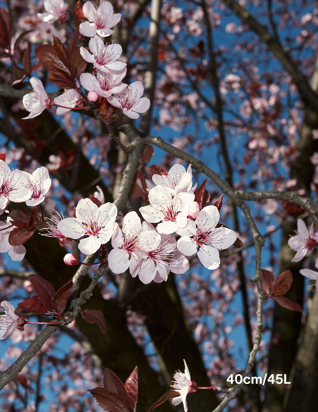 Prunus cerasifera 'Nigra' - Evergreen Trees Direct