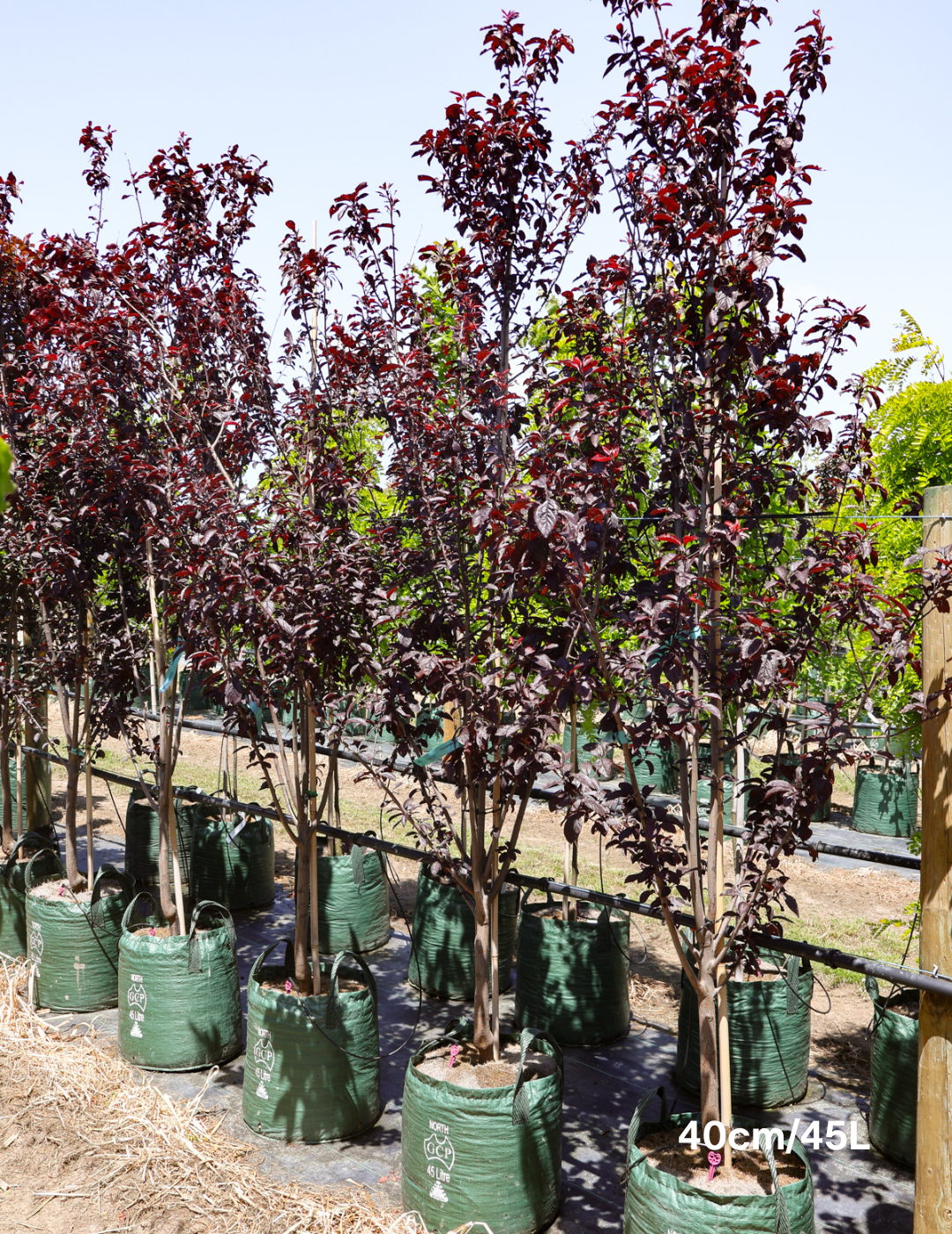 Prunus cerasifera 'Nigra' - Evergreen Trees Direct