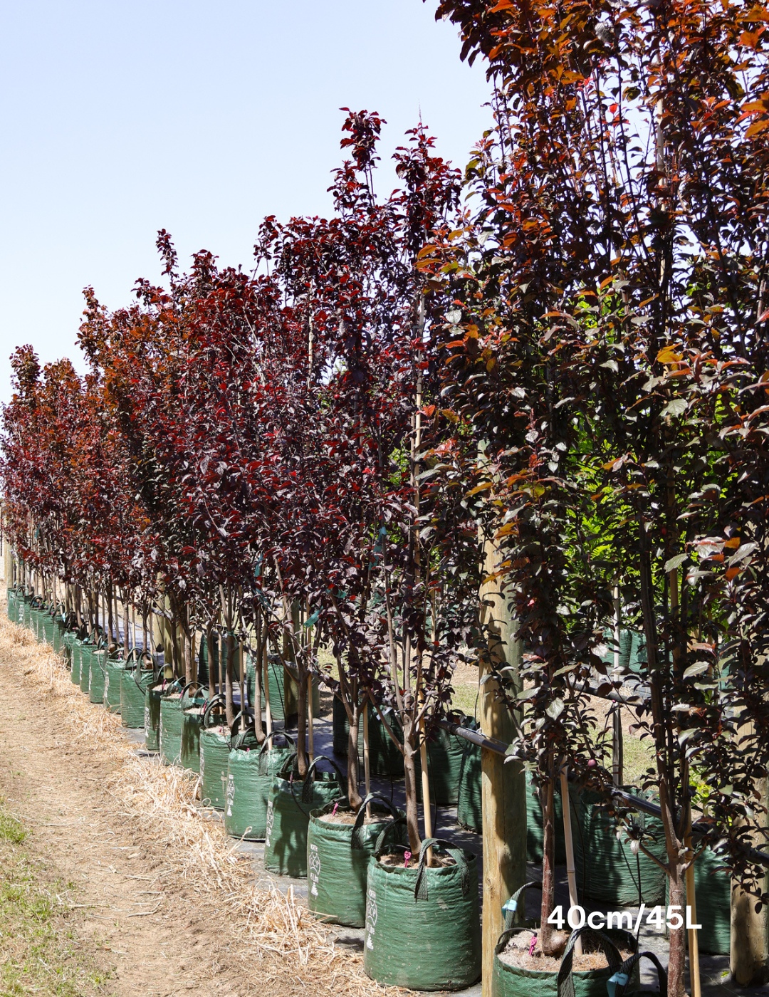 Prunus cerasifera 'Nigra' - Evergreen Trees Direct