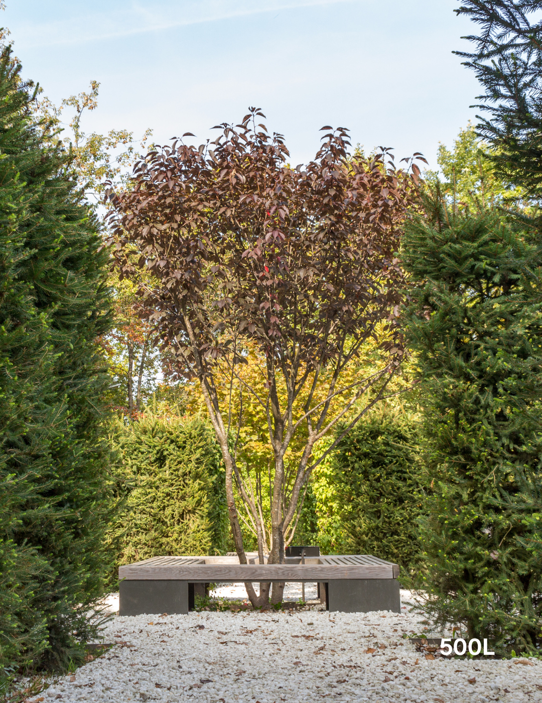 Prunus cerasifera 'Nigra' - Evergreen Trees Direct