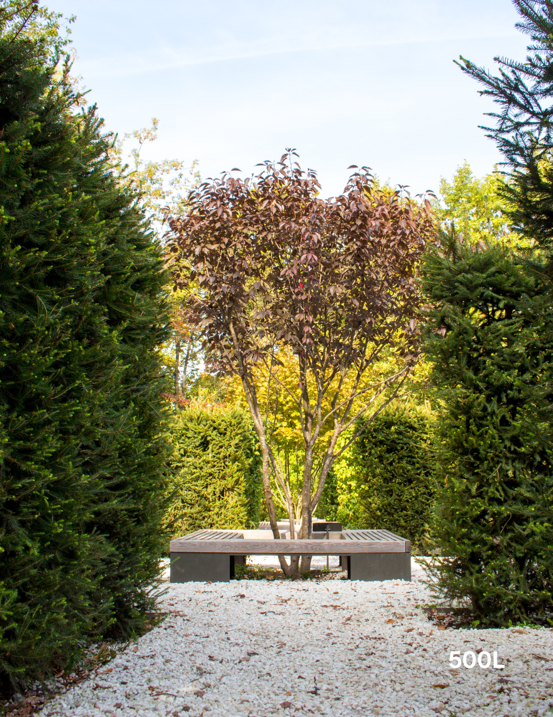 Prunus cerasifera 'Nigra' - Evergreen Trees Direct