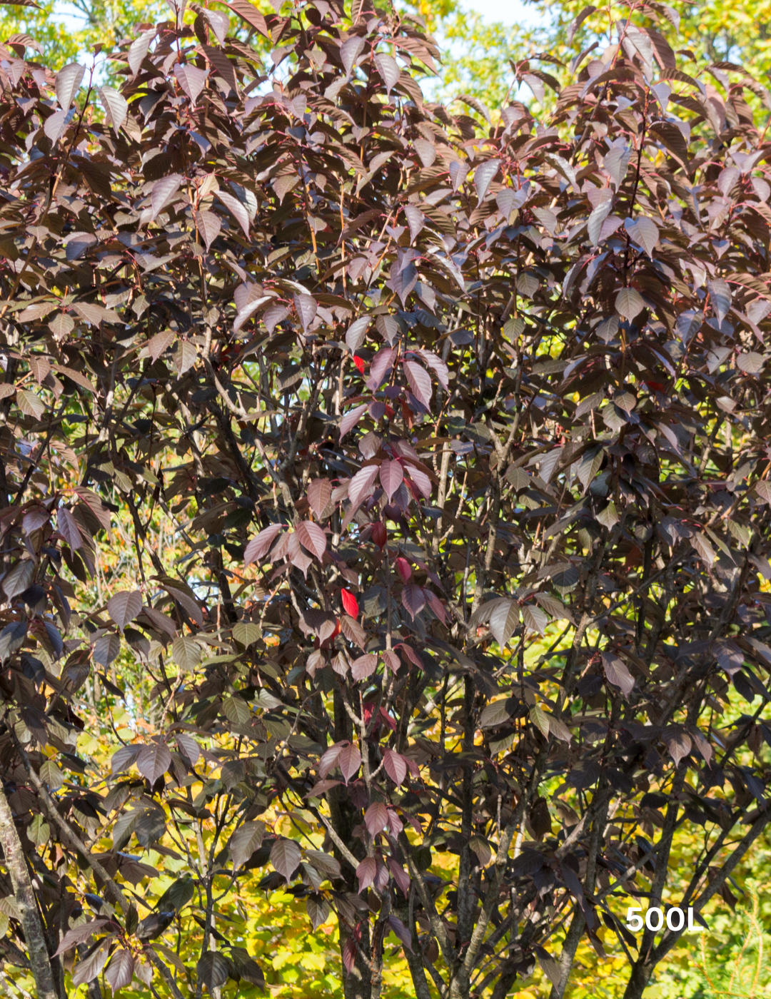 Prunus cerasifera 'Nigra' - Evergreen Trees Direct