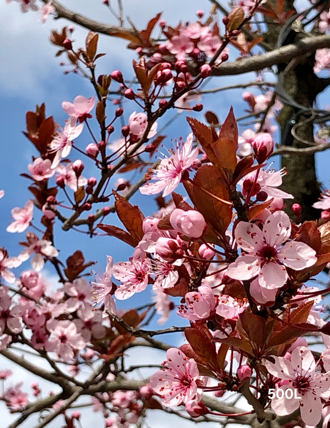 Prunus cerasifera 'Nigra' - Evergreen Trees Direct