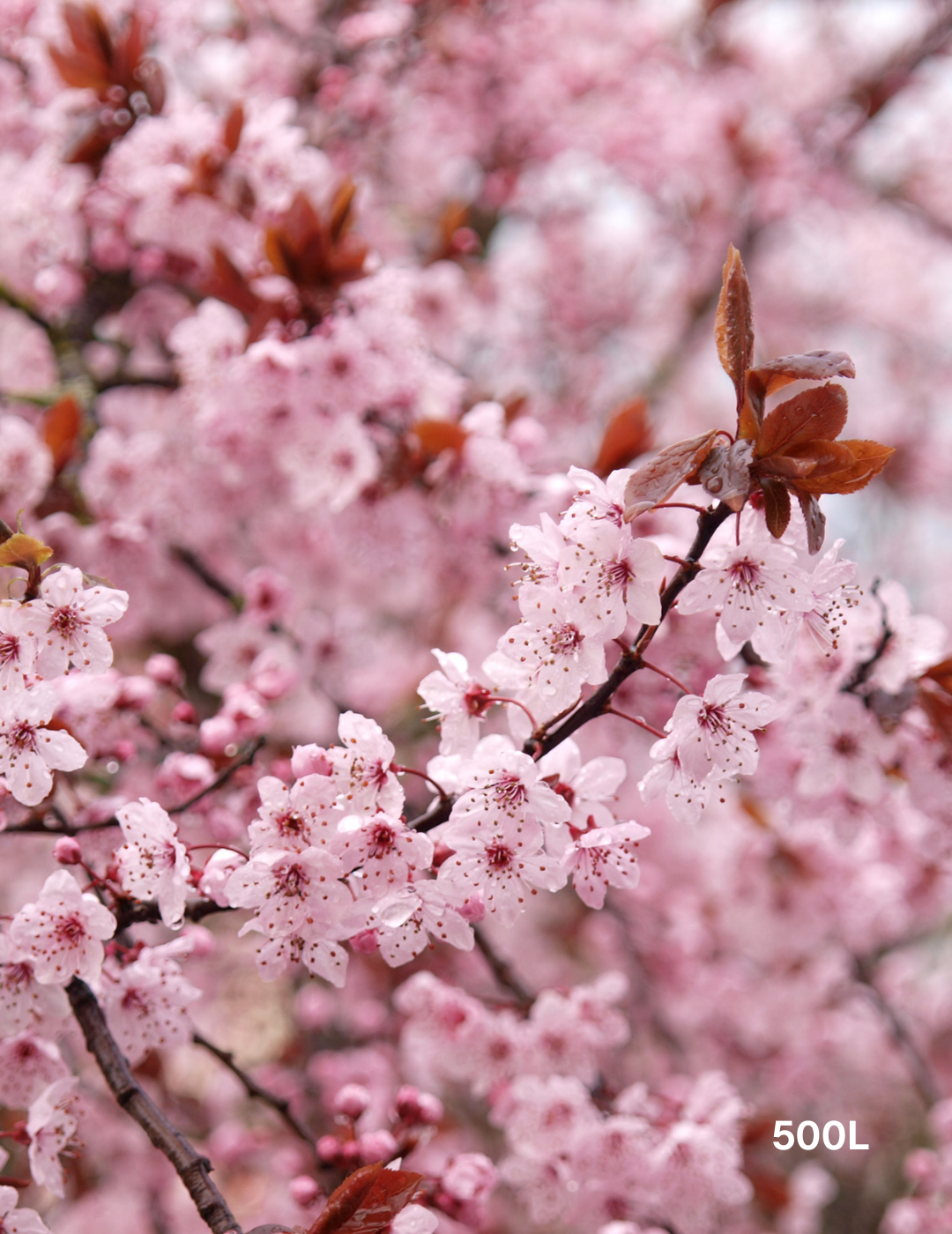 Prunus cerasifera 'Nigra' - Evergreen Trees Direct