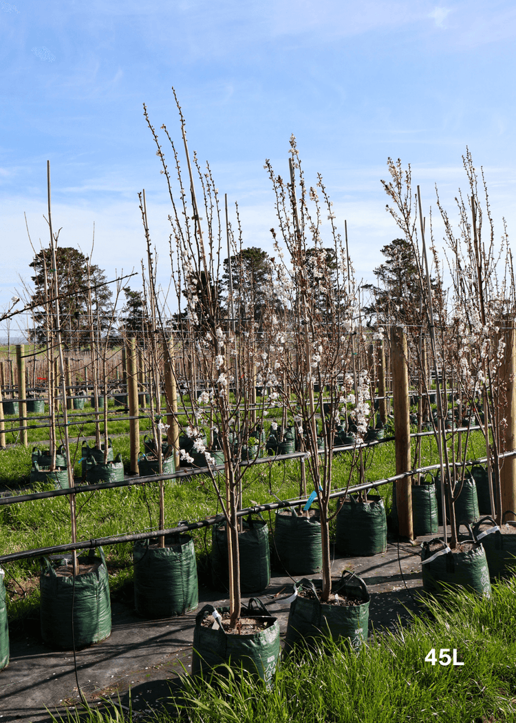 Prunus cerasifera 'Oakville Crimson Spire'