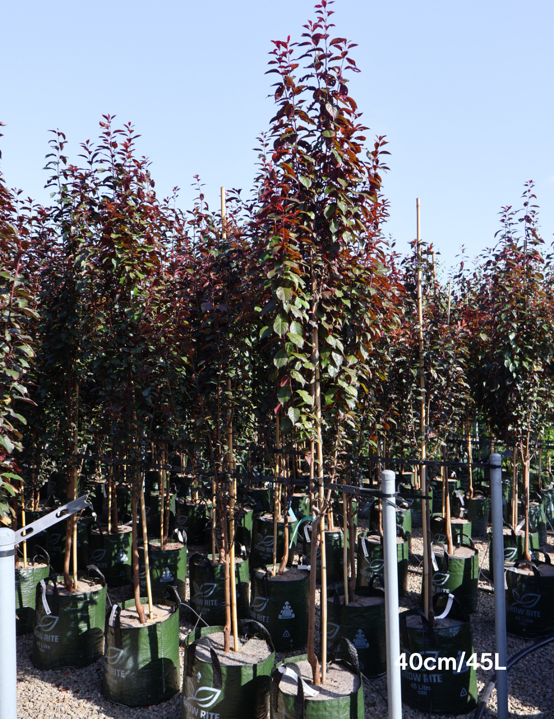 Prunus cerasifera 'Oakville Crimson Spire' - Evergreen Trees Direct