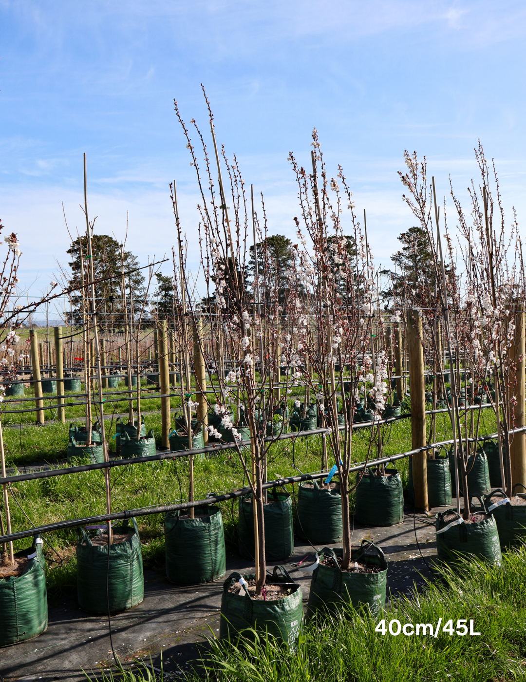 Prunus cerasifera 'Oakville Crimson Spire' - Evergreen Trees Direct