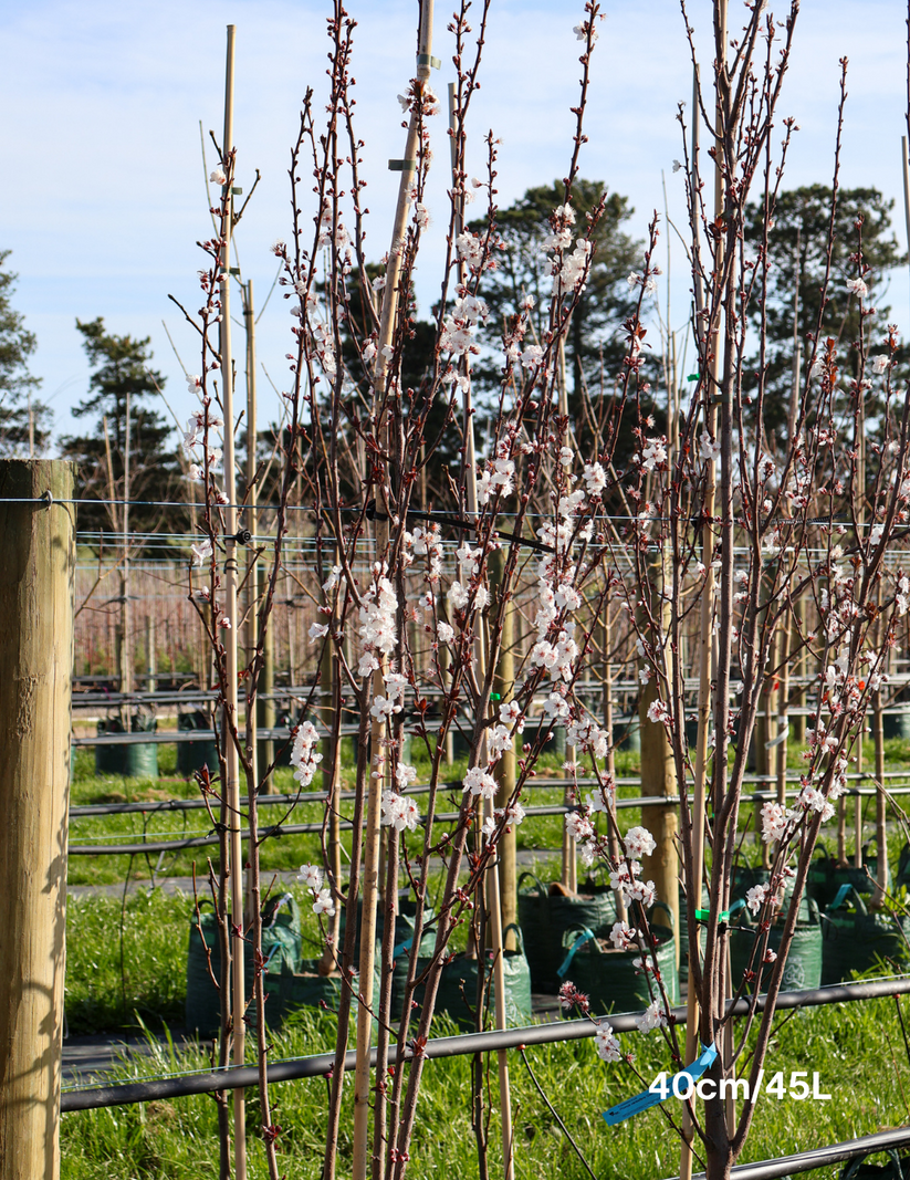 Prunus cerasifera 'Oakville Crimson Spire' - Evergreen Trees Direct