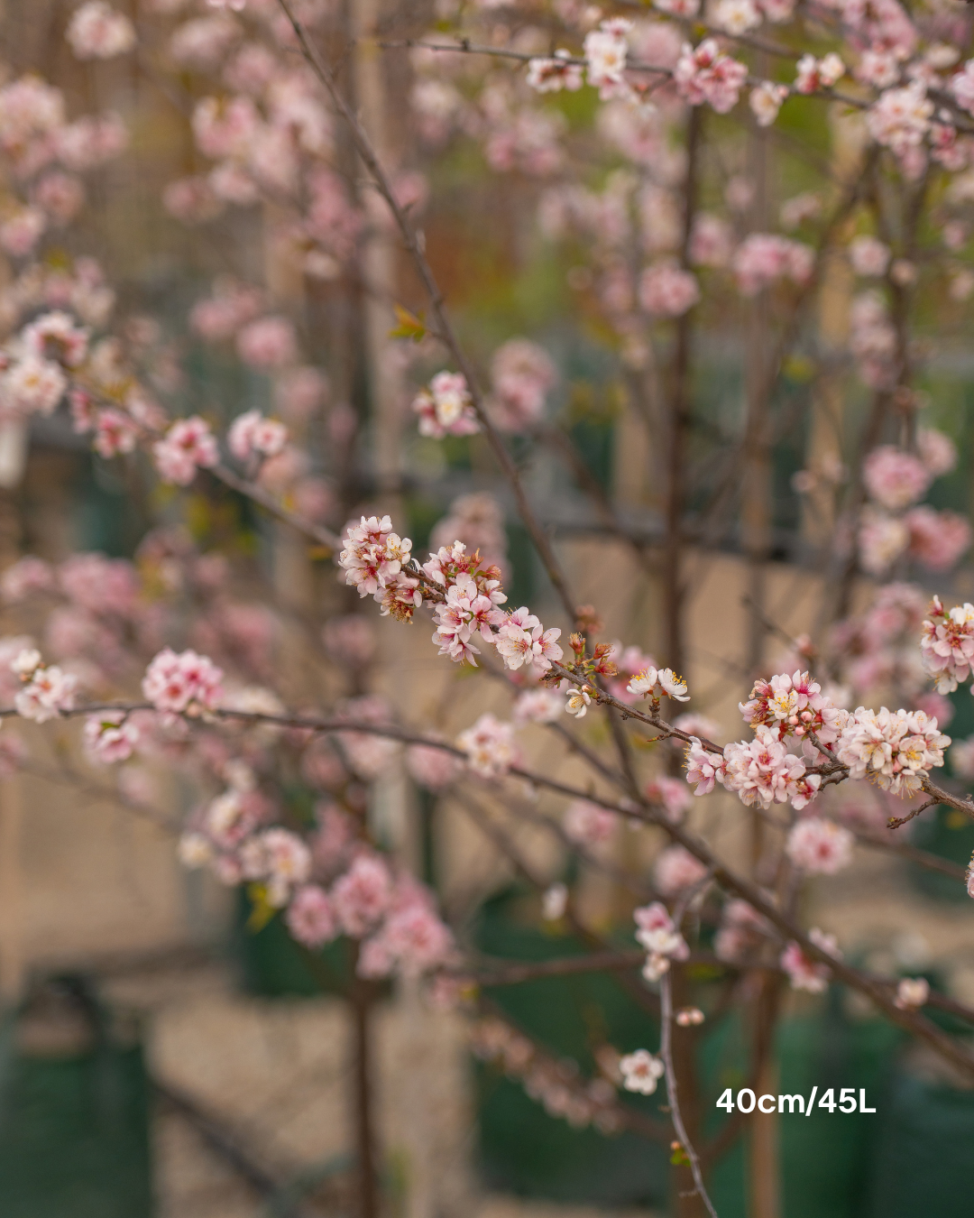 Prunus cerasifera 'Elvins' – Elvins Flowering Plum