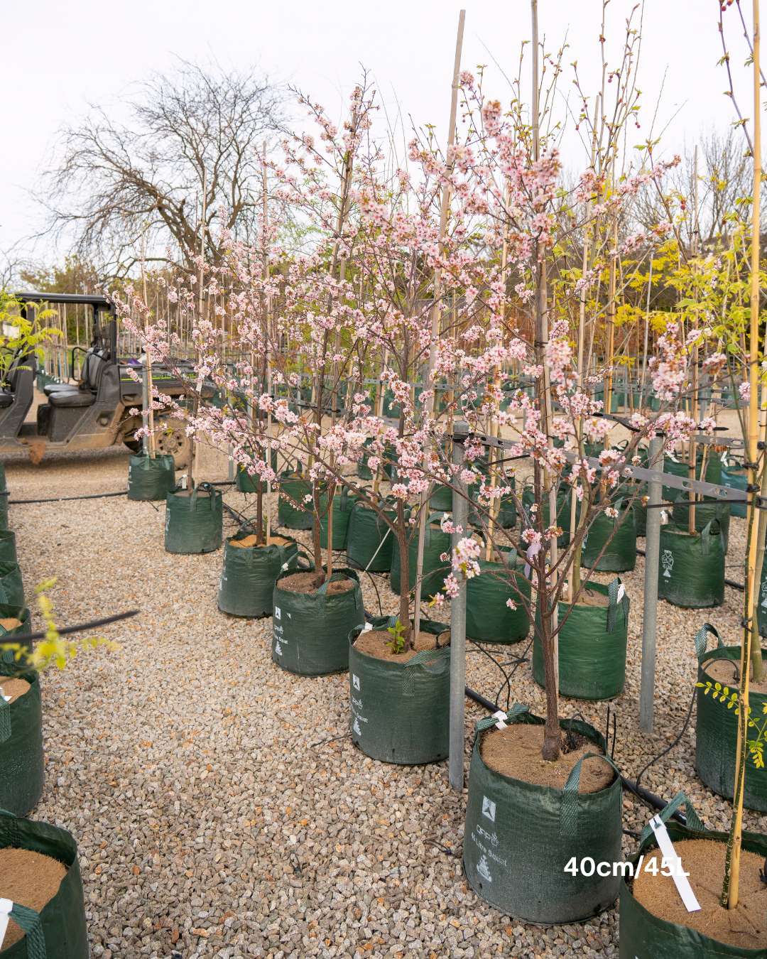 Prunus cerasifera 'Elvins' – Elvins Flowering Plum