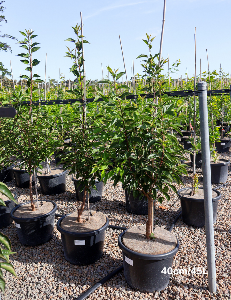 Prunus First Blush