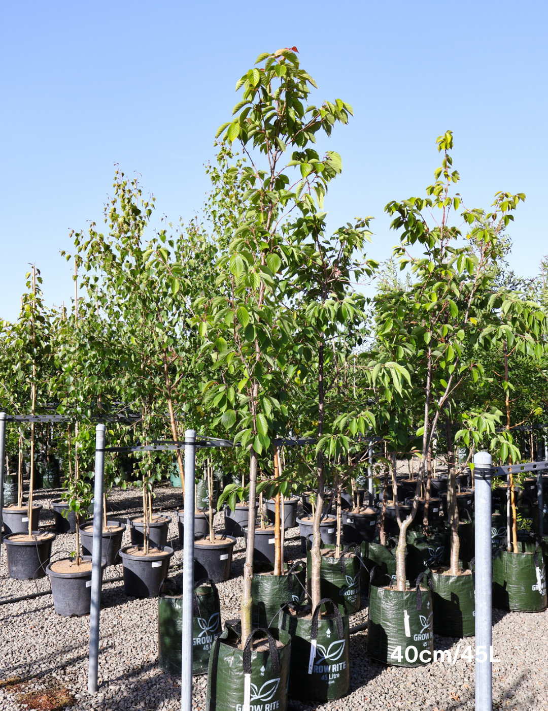 Prunus serrulata 'Kanzan' - Evergreen Trees Direct