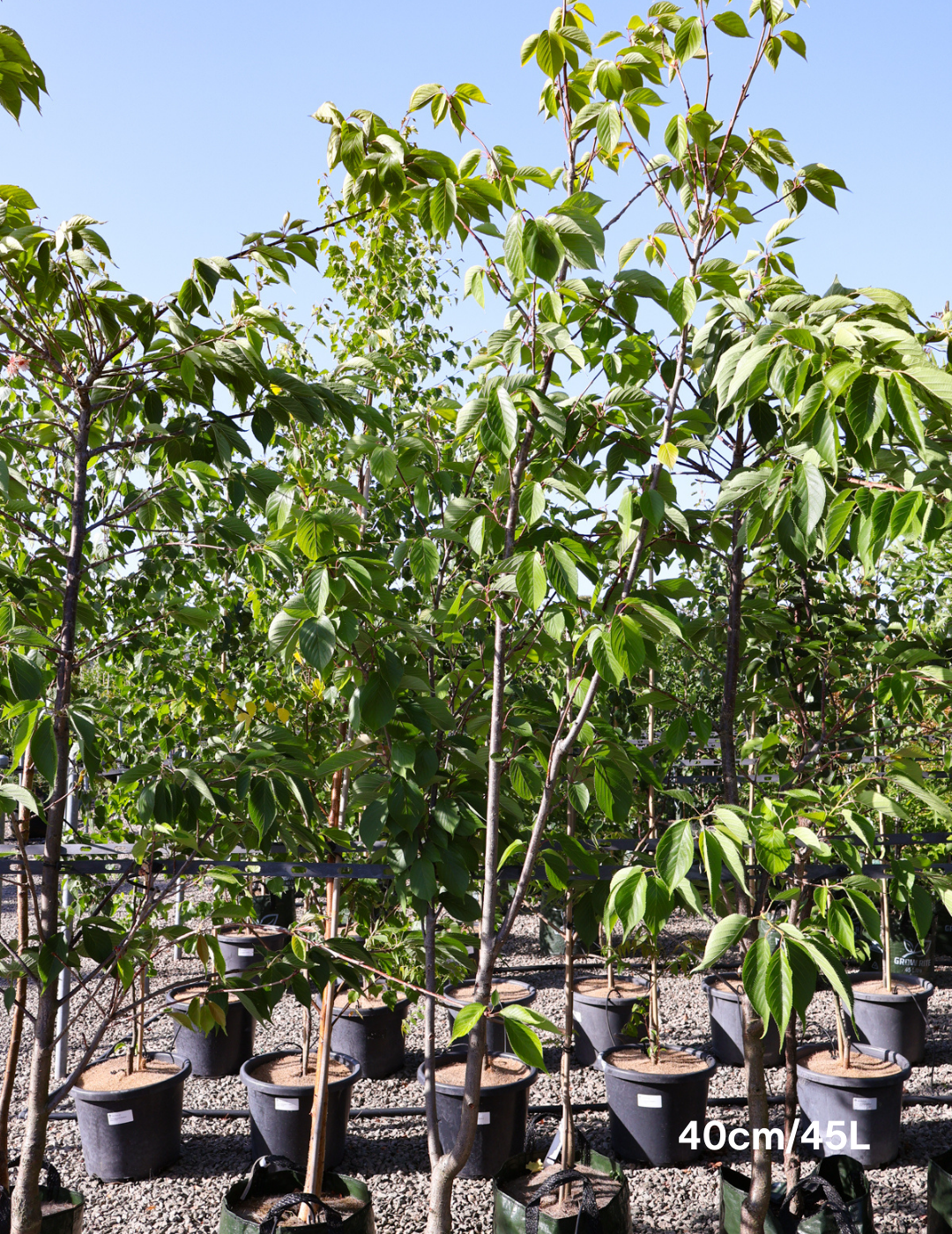 Prunus serrulata 'Kanzan' - Evergreen Trees Direct