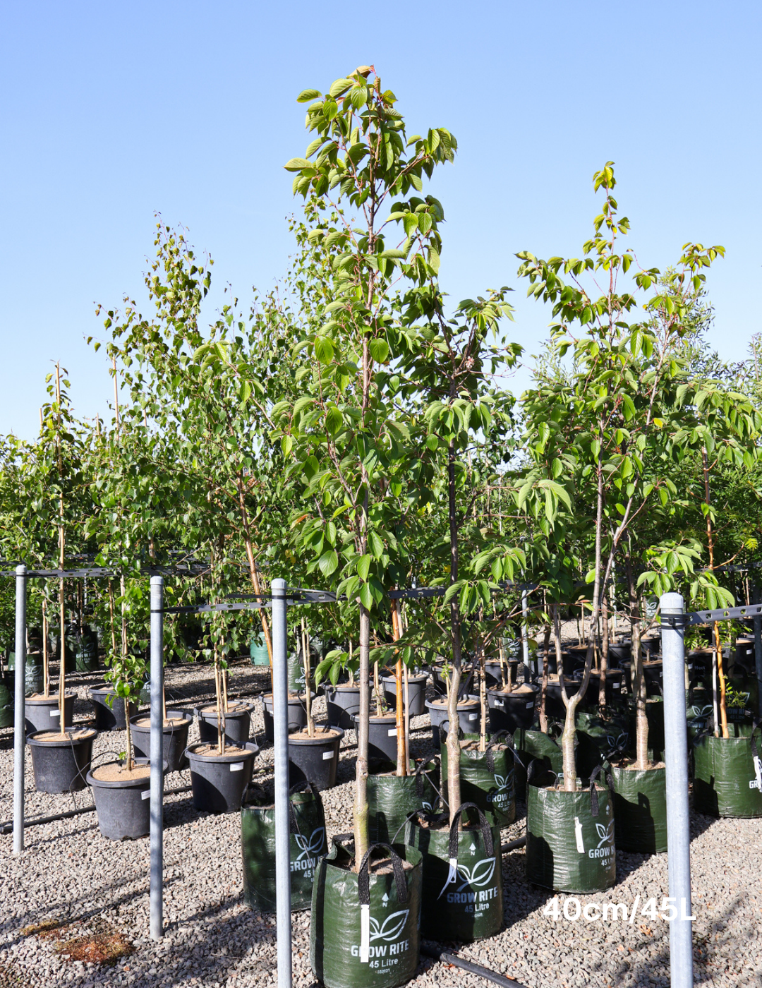 Prunus serrulata 'Kanzan' - Evergreen Trees Direct